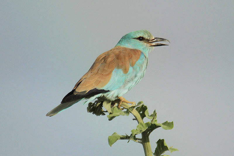 European Roller by Mick Dryden