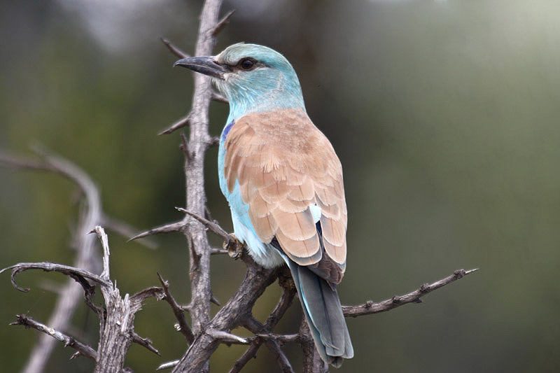 European Roller by Mick Dryden