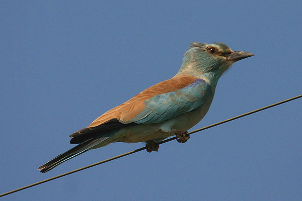 European Roller by Mick Dryden
