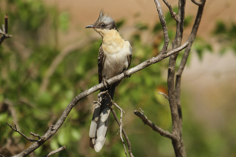 Great Spotted Cuckoo by Mick Dryden