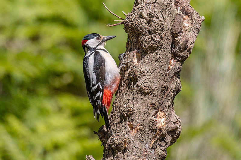 Great Spotted Woodpecker by Miranda Collett