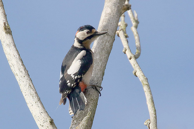 Great Spotted Woodpecker by Mick Dryden