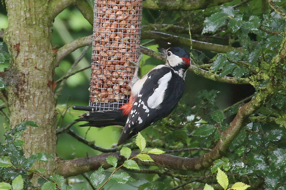 Great Spotted Woodpecker by Mick Dryden