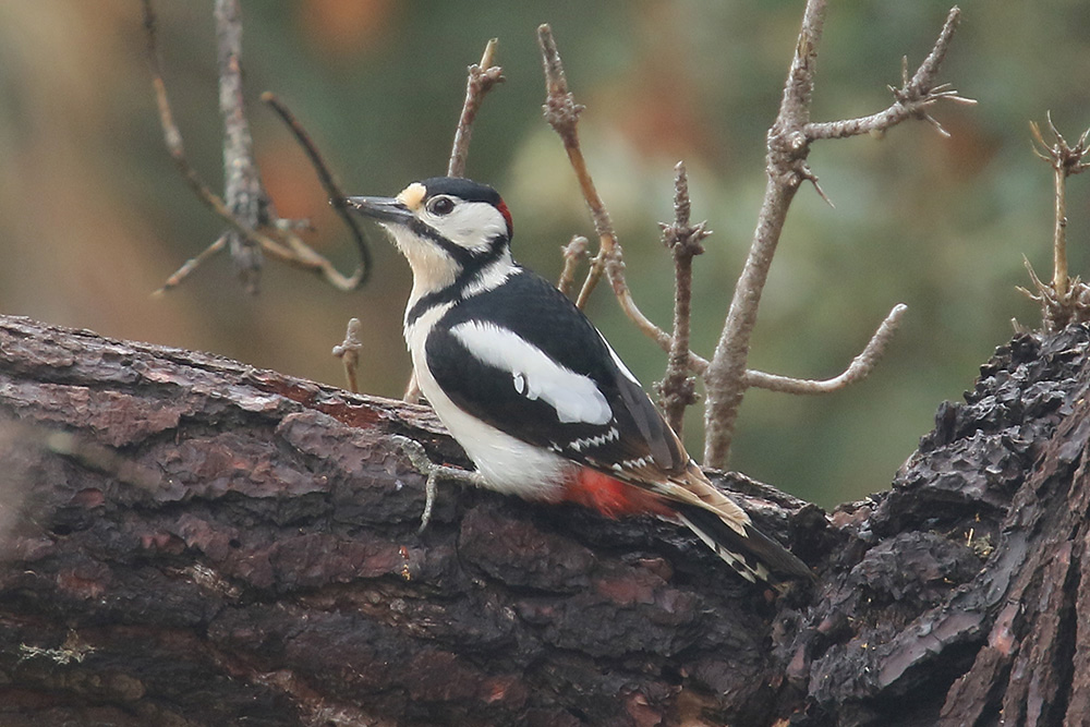 Great Spotted Woodpecker by Mick Dryden