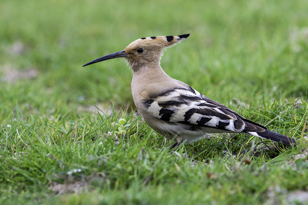 Hoopoe by Romano da Costa