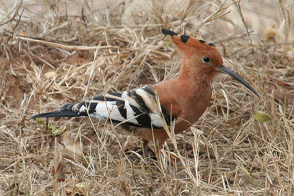 Hoopoe by Mick Dryden