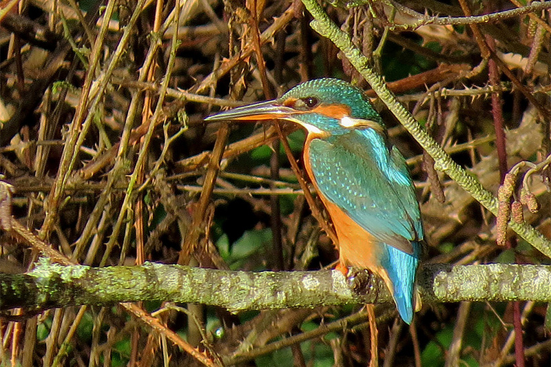 Kingfisher by Alan Gicquel