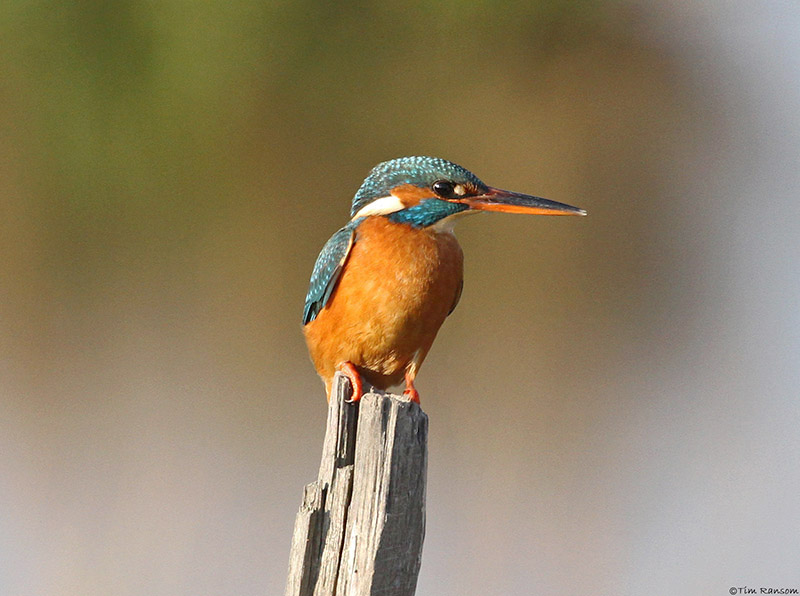 Kingfisher by Tim Ransom