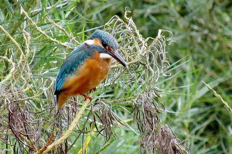 Kingfisher by Alan Gicquel