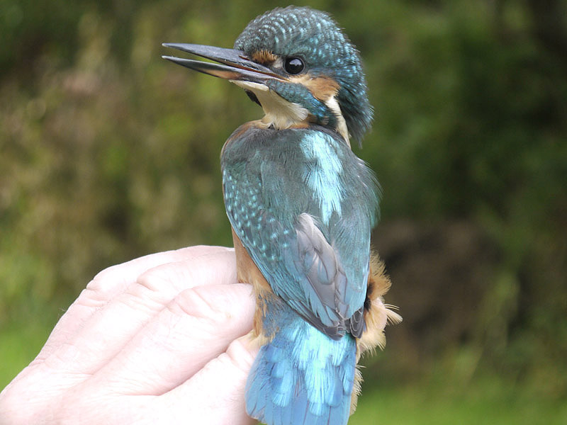 Kingfisher by Piers Sangan