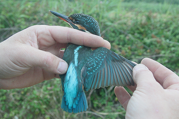 Kingfisher by Mick Dryden