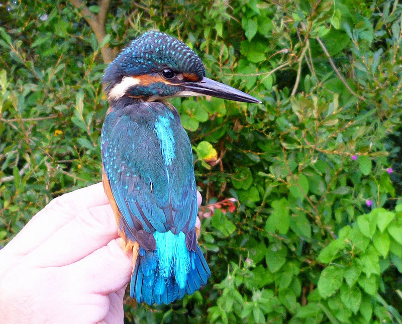 Kingfisher by Cristina Sellares