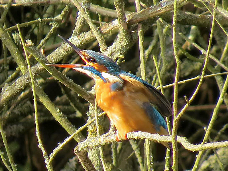 Kingfisher by Alan Gicquel