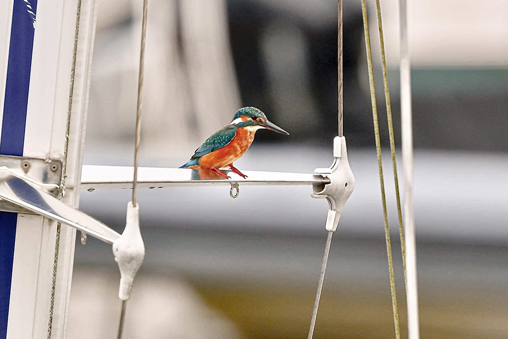 Kingfisher by Tom Frazer