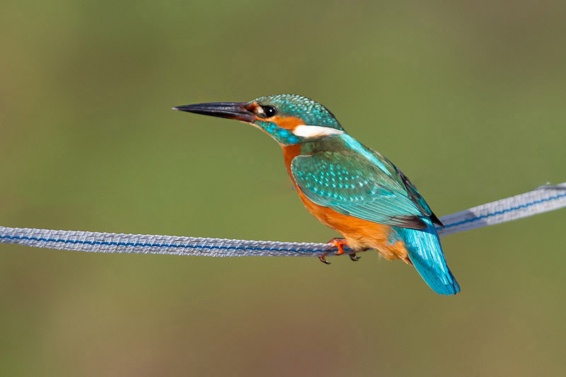 Kingfisher by Miranda Collett