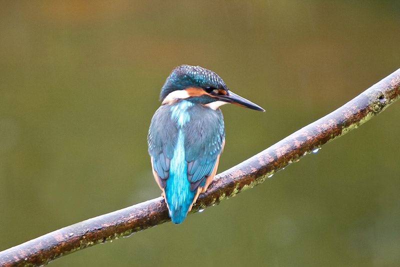 Kingfisher by Romano da Costa