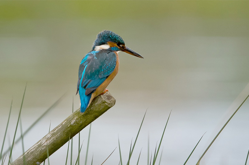 Kingfisher by Romano da Costa