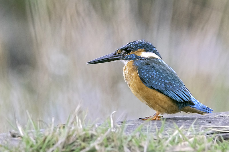 Kingfisher by Romano da Costa