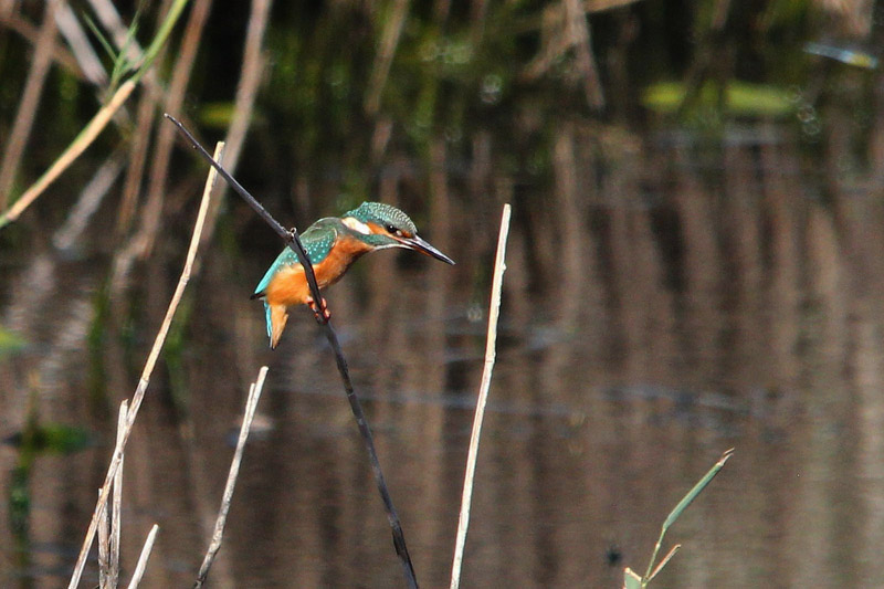 Kingfisher by Roy Filleul