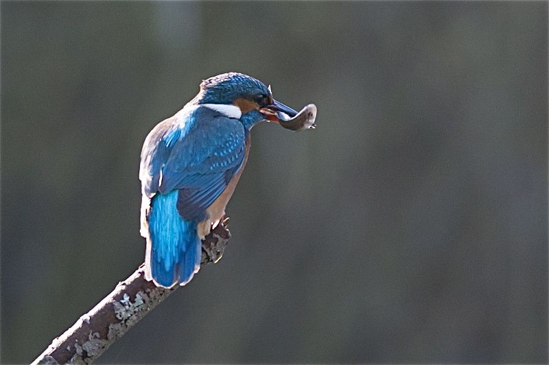Kingfisher by Trevor Biddle