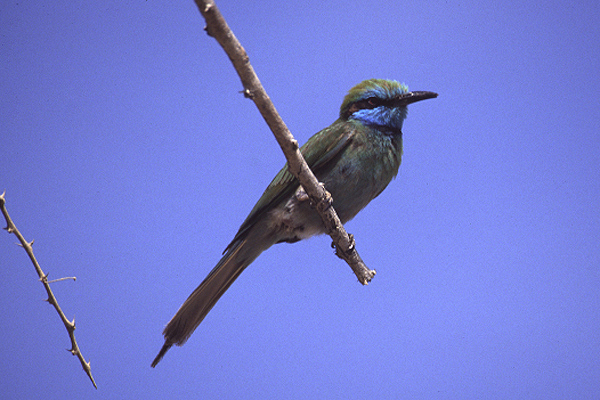 Little Green Bee-eater by Mick Dryden