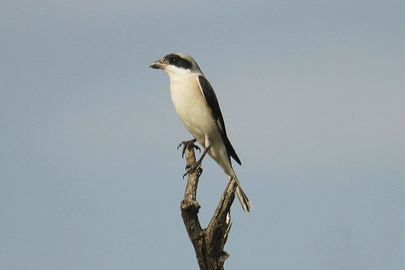 Lesser Grey Shrike by Mick Dryden