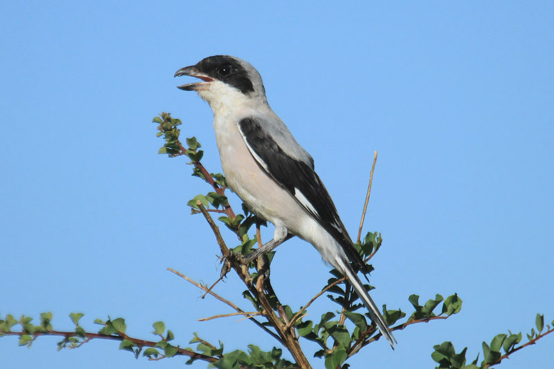 Lesser Grey Shrike by Mick Dryden