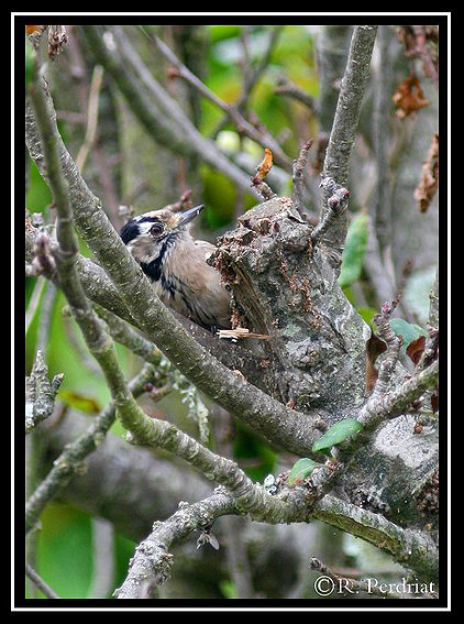 Lesser Spotted Woodpecker by Regis Perdriat