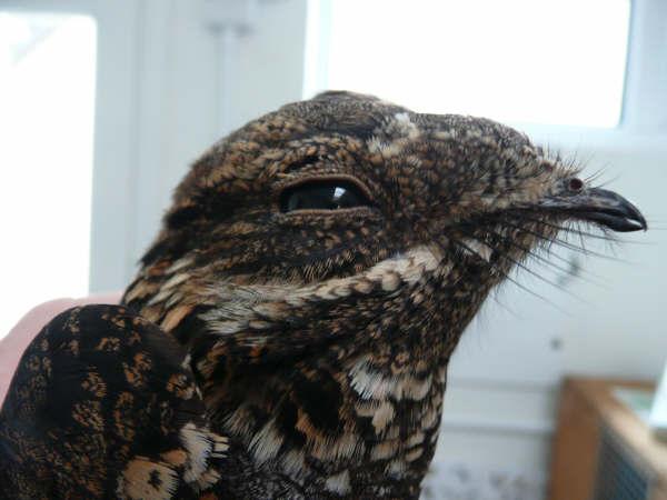 Nightjar by Dave Buxton