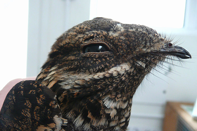 Nightjar by David Buxton