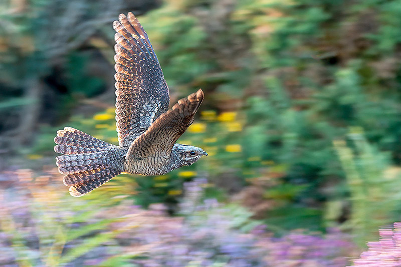 Nightjar by Romano da Costa