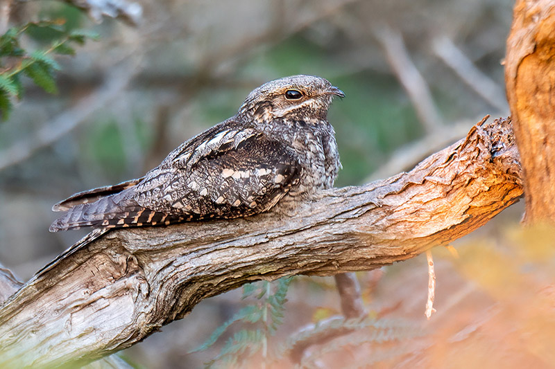 Nightjar by Romano da Costa