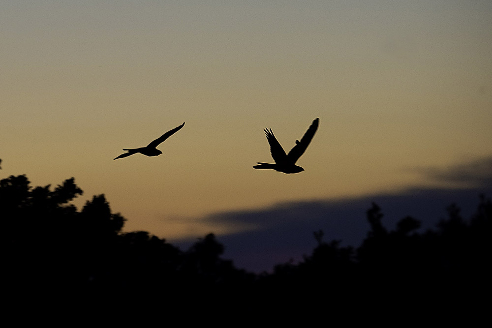 Nightjars by Romano da Costa