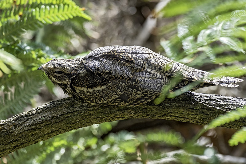 Nightjar by Romano da Costa