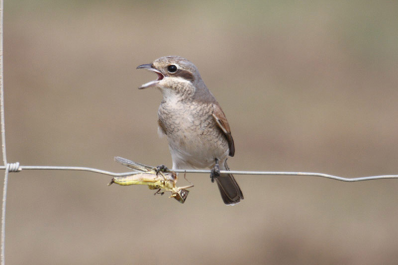 Red-backed Shrike by Mick Dryden