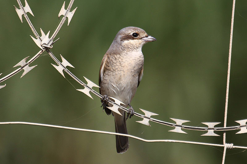 Red-backed Shrike by Mick Dryden