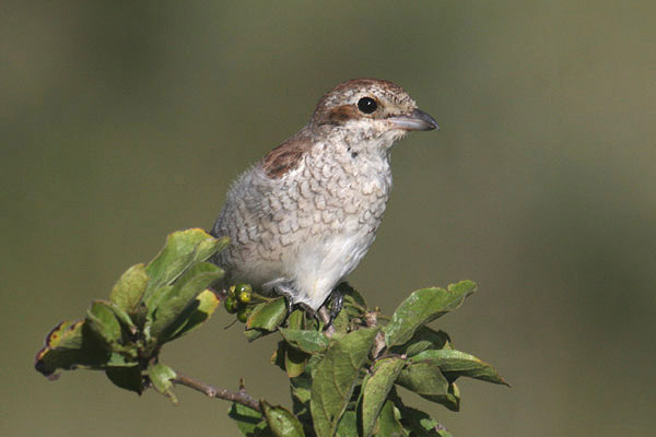 Red-backed Shrike by Mick Dryden