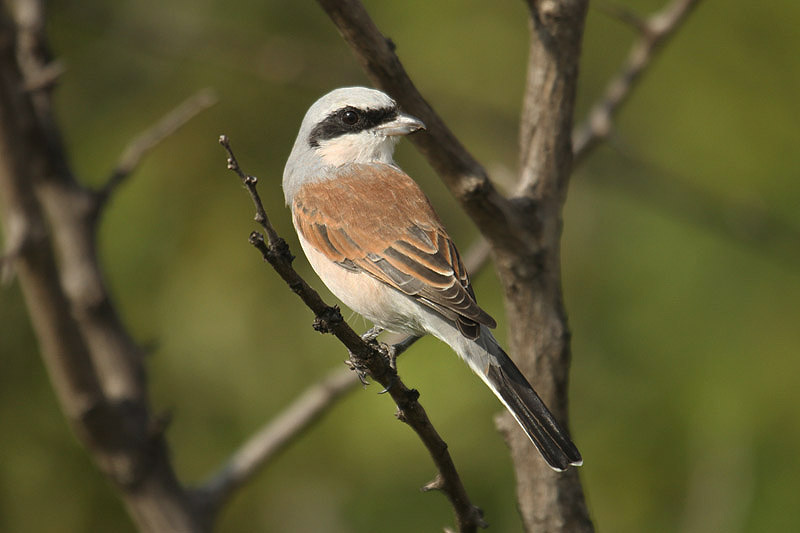 Red-backed Shrike by Mick Dryden