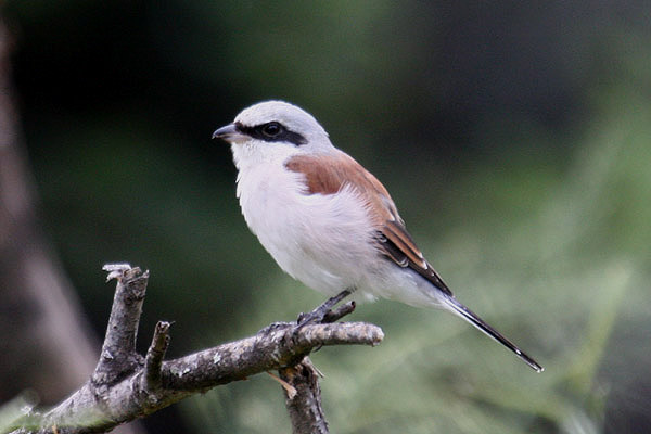 Red-Backed Shrike by Mick Dryden