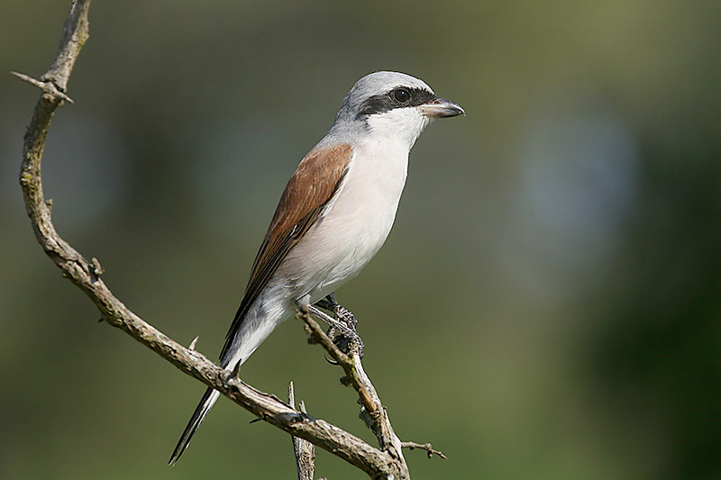 Red backed Shrike by Mick Dryden