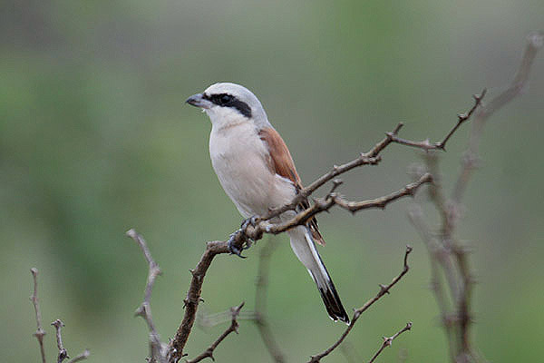 Red-backed Shrike by Mick Dryden