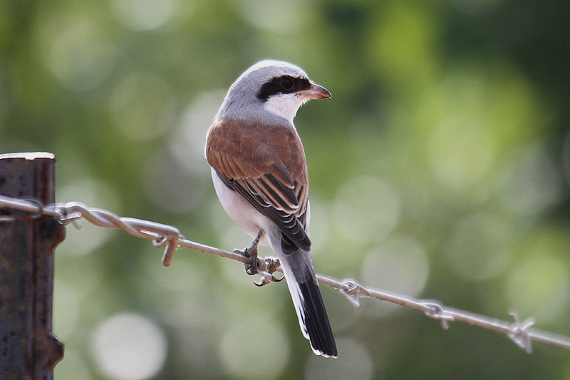 Red-backed Shrike by Mick Dryden