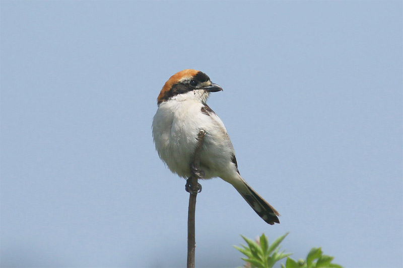 Woodchat Shrike by Mick Dryden