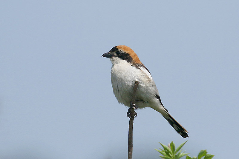 Woodchat Shrike by Mick Dryden