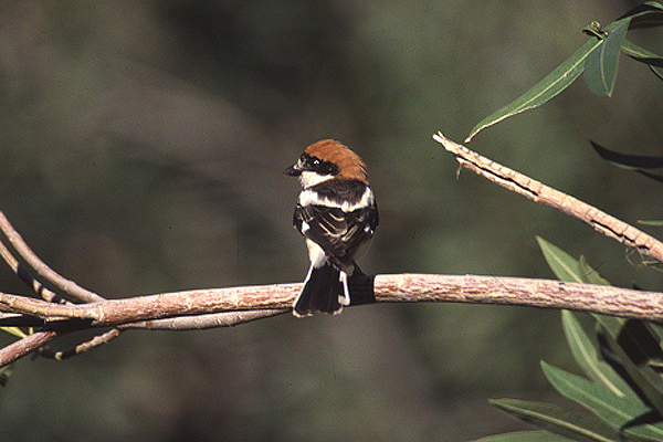 Woodchat Shrike by Mick Dryden