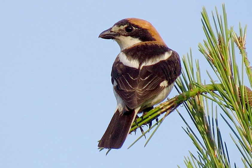 Woodchat Shrike by Alan Gicquel