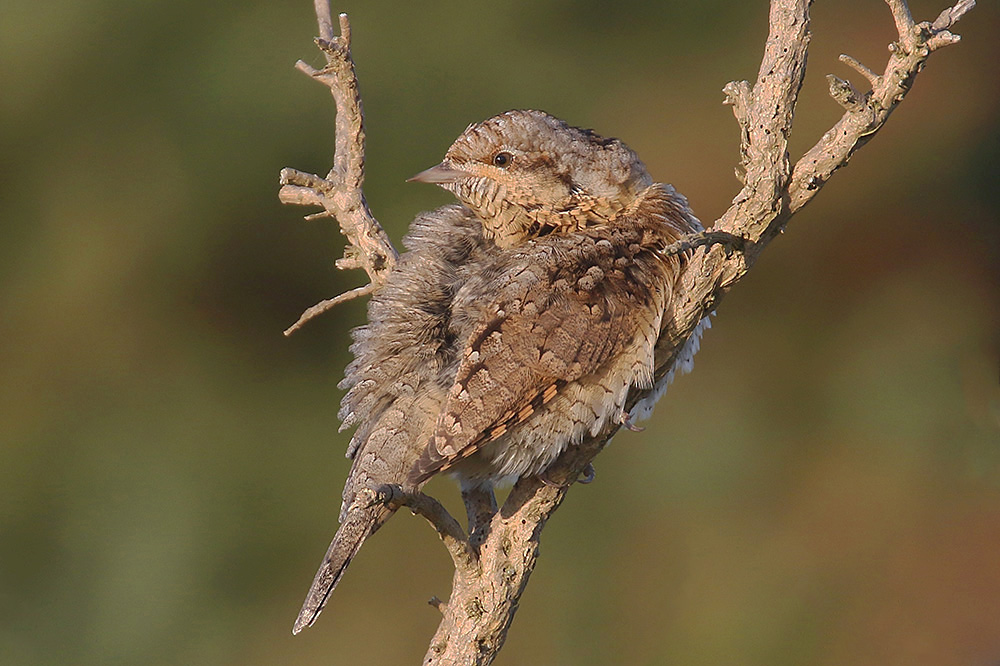 Wryneck by Mick Dryden