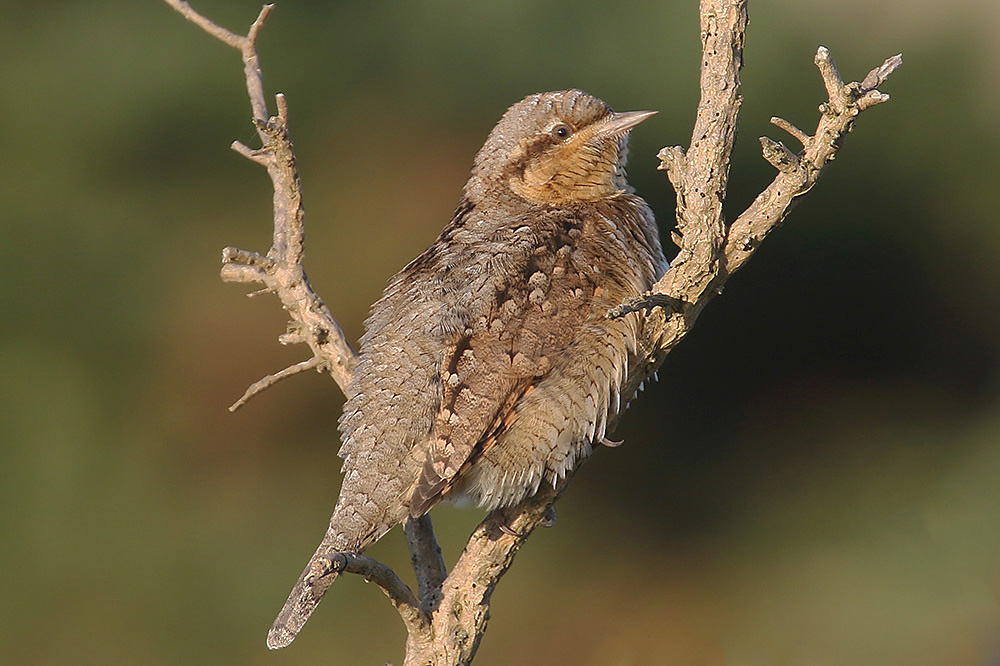 Wryneck by Mick Dryden