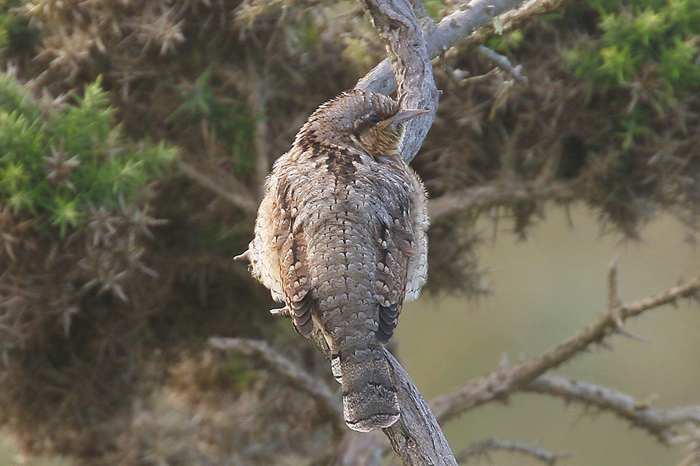 Wryneck by Mick Dryden