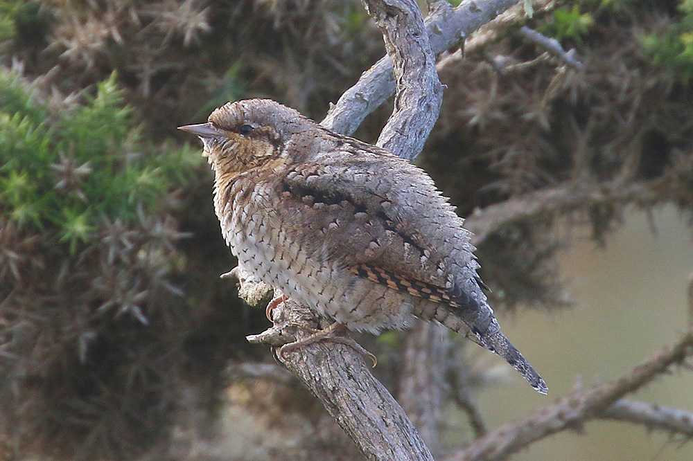 Wryneck by Mick Dryden